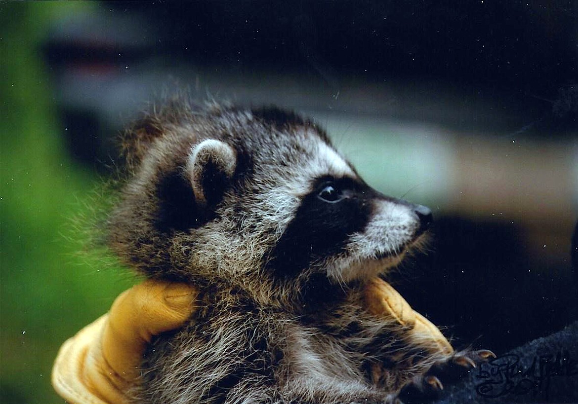 Photo courtesy of AMERICAN HERITAGE WILDLIFE FOUNDATION
A young orphaned raccoon is treated at the American Heritage Wildlife Foundation.