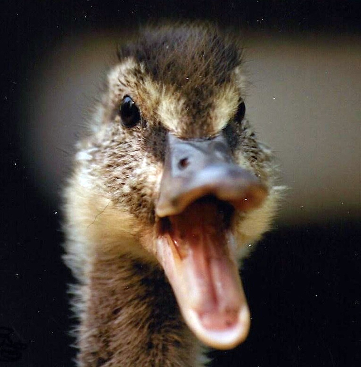 Photo courtesy of AMERICAN HERITAGE WILDLIFE FOUNDATION
Mallard ducklings are often a common animal picked up and taken to American Heritage Wildlife Foundation, Inc.