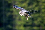 An evening with a great gray owl