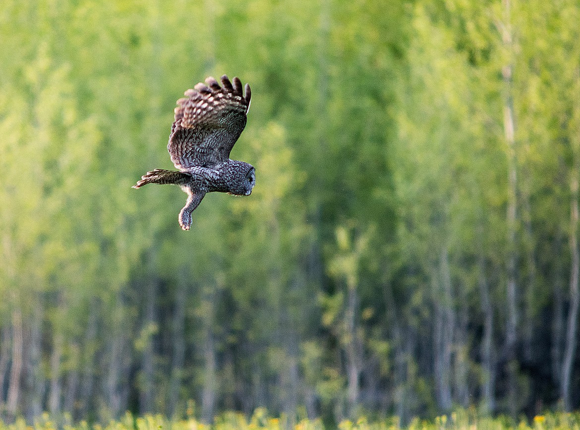 A great gray owl floats over a meadow, searching for prey.