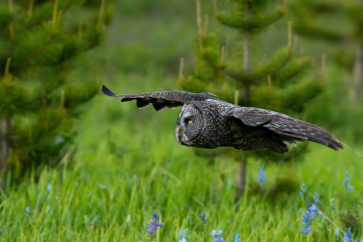 A great gray owl glides over a meadow.