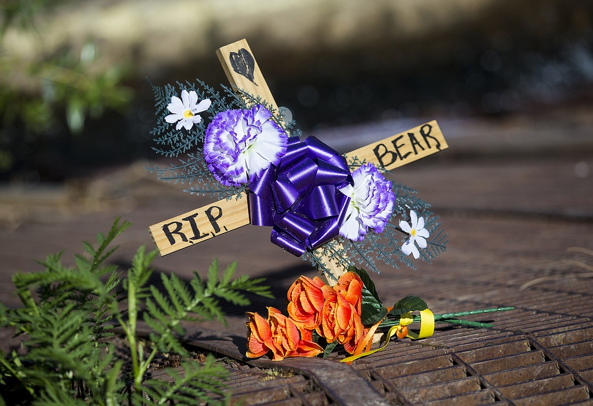 LOREN BENOIT/Press

A memorial rests atop a Hayden Lake drainage grate for Missy Holbrook&#146;s dog, Bear, at the spot where Bear was pulled under the drainage more than a week ago.