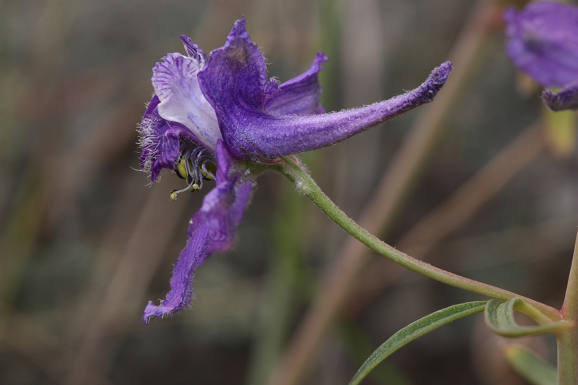 Larkspur (delphinium) is toxic for livestock Columbia Basin Herald