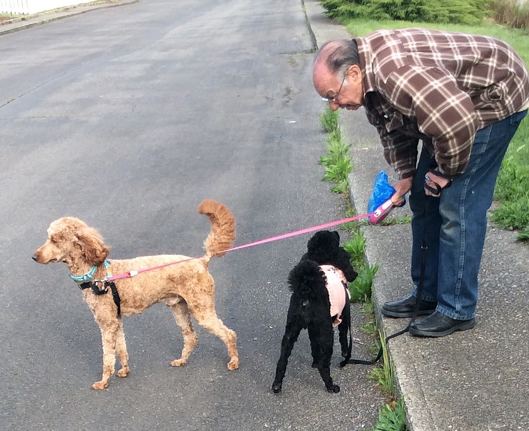 Eddy, left, a red moyen poodle rescued from Cathie Warren&#146;s property near Libby, with one of his new adoptive owners in Washington. The new owners did not wish their names to be published. (Courtesy Photo)