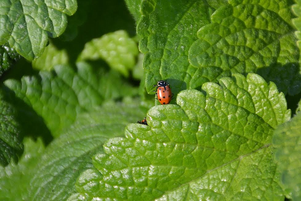 Ladybugs are colorful for a reason.  Their markings tell predators: &#147;Eat something else! I taste terrible.&#148;