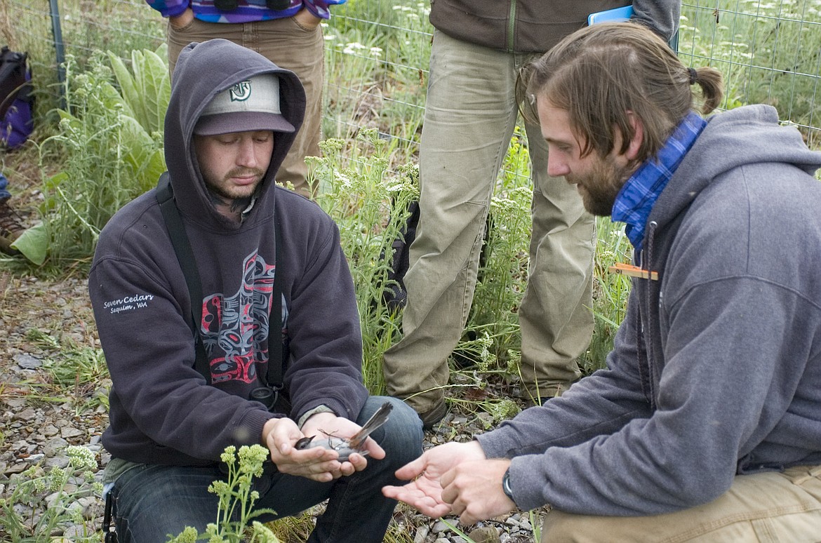 Salish Kootenai College student Brett Stevenson, left, releases a grey catbird with Mike Krzywicki of the University of Montana Bird Ecology Lab in Florence on Friday. (Brett Berntsen/Lake County Leader)