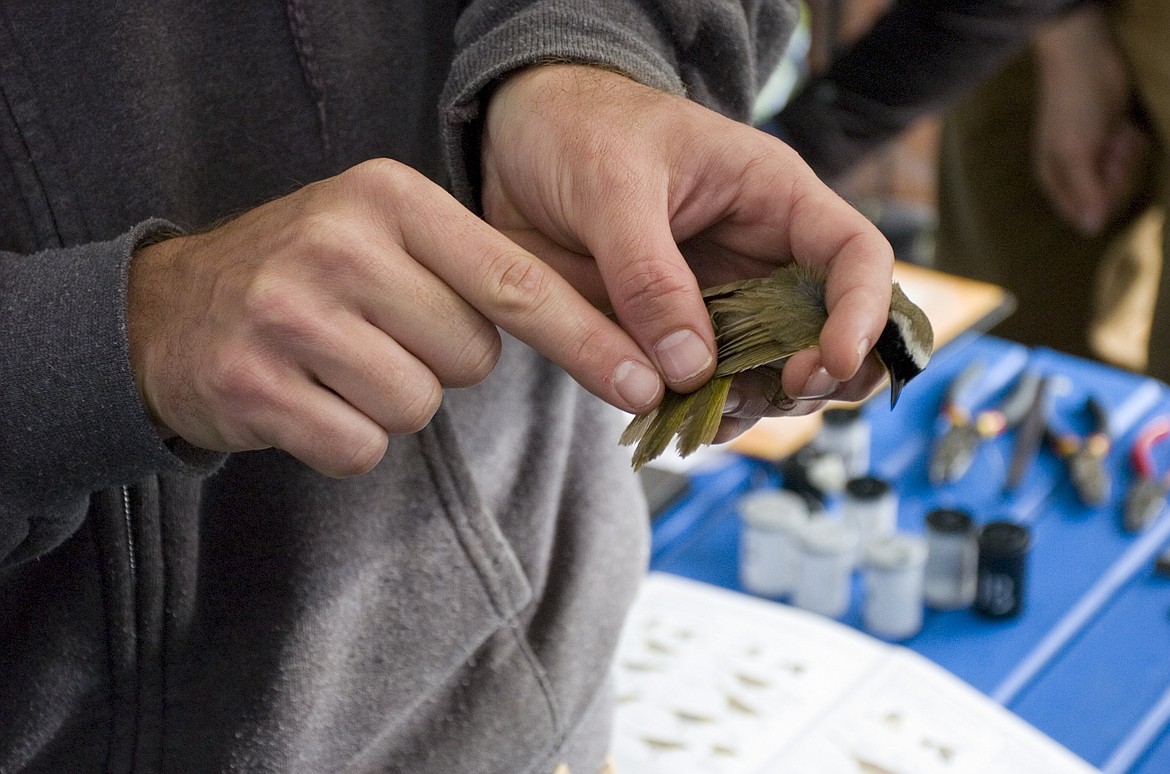 University of Montana Bird Ecology Lab researcher Mike Krzywicki describes feather growth on a common yellowthroat on Friday. (Brett Berntsen/Lake County Leader)