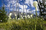 A banner year for beargrass in Glacier