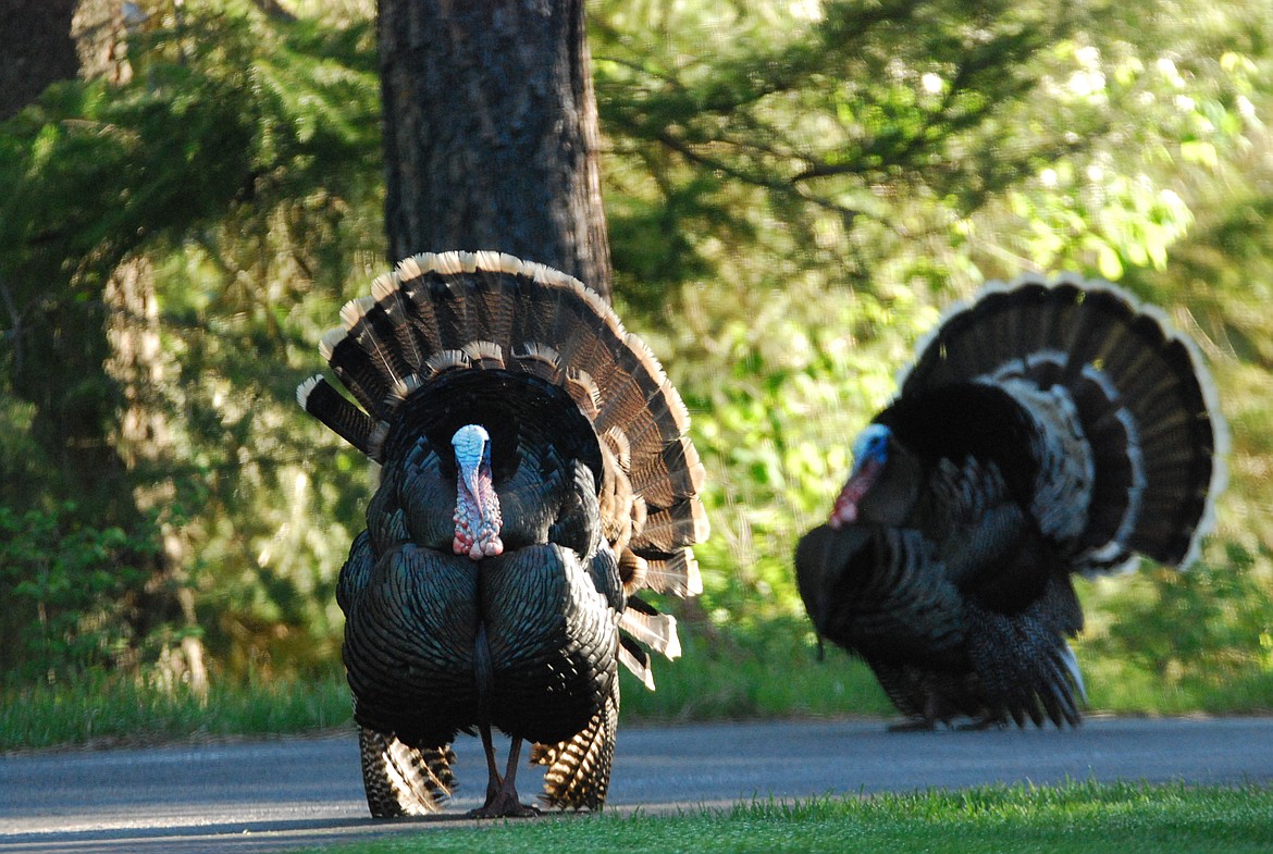 Photos by DON BARTLING
The springtime prompts gobblers to sound off and display.