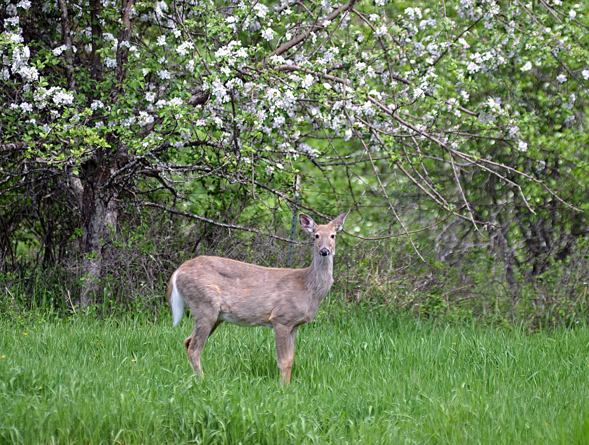 A deer stands on the edge of the James Bakke Nature Reserve Friday afternoon. (Heidi Desch/Whitefish Pilot)