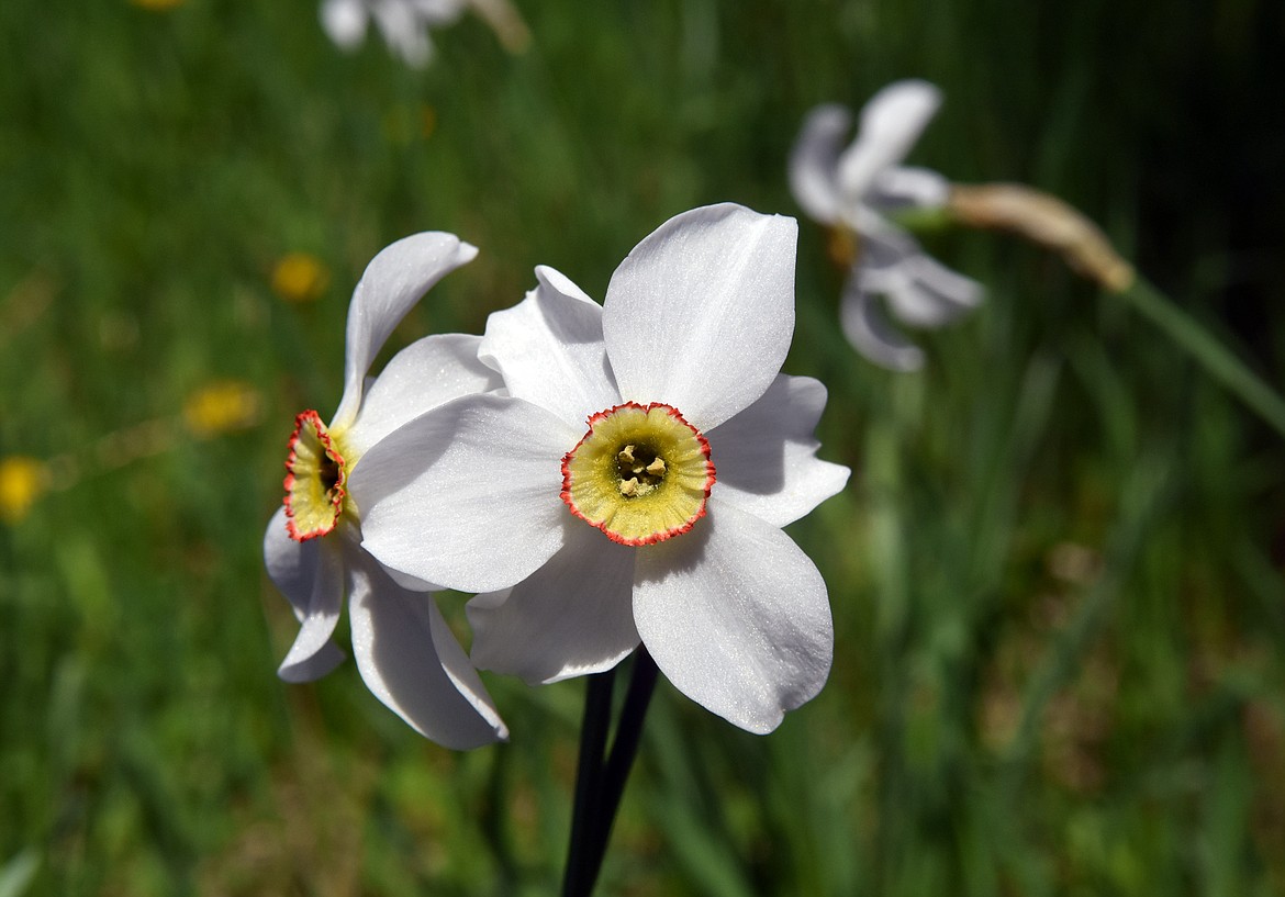 A few patches of daffodils are scattered throughout the four-acre James Bakke Nature Reserve. (Heidi Desch/Whitefish Pilot)