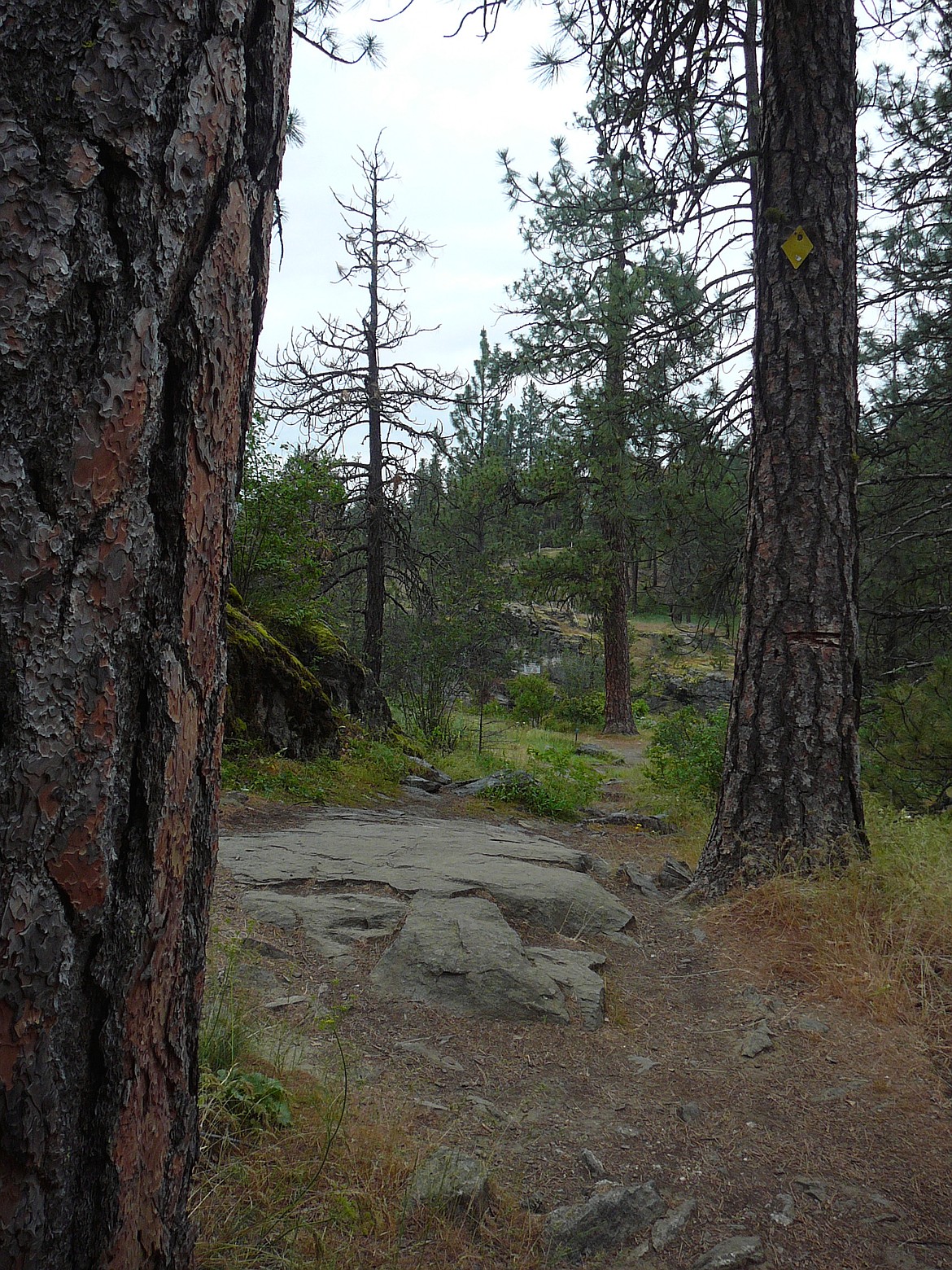 JERRY HITCHCOCK/PressGranite outcroppings are a regular occurence in most trails at Q'emiln Park.