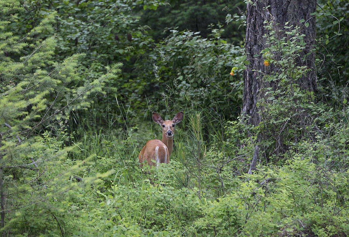 LISA JAMES/PressA deer stands in a patch of trees near a meadow along lower Yellowstone Trail and Blue Creek Bay where the Bureau of Land Management is planning a 751-acre conservation that will include increased public access and recreation oppurtunites.The project contains open meadows and marshy area which are popular with wildlife, and forested hilltops where trees will be selectively thinned for trees damaged by the 2015 drought.