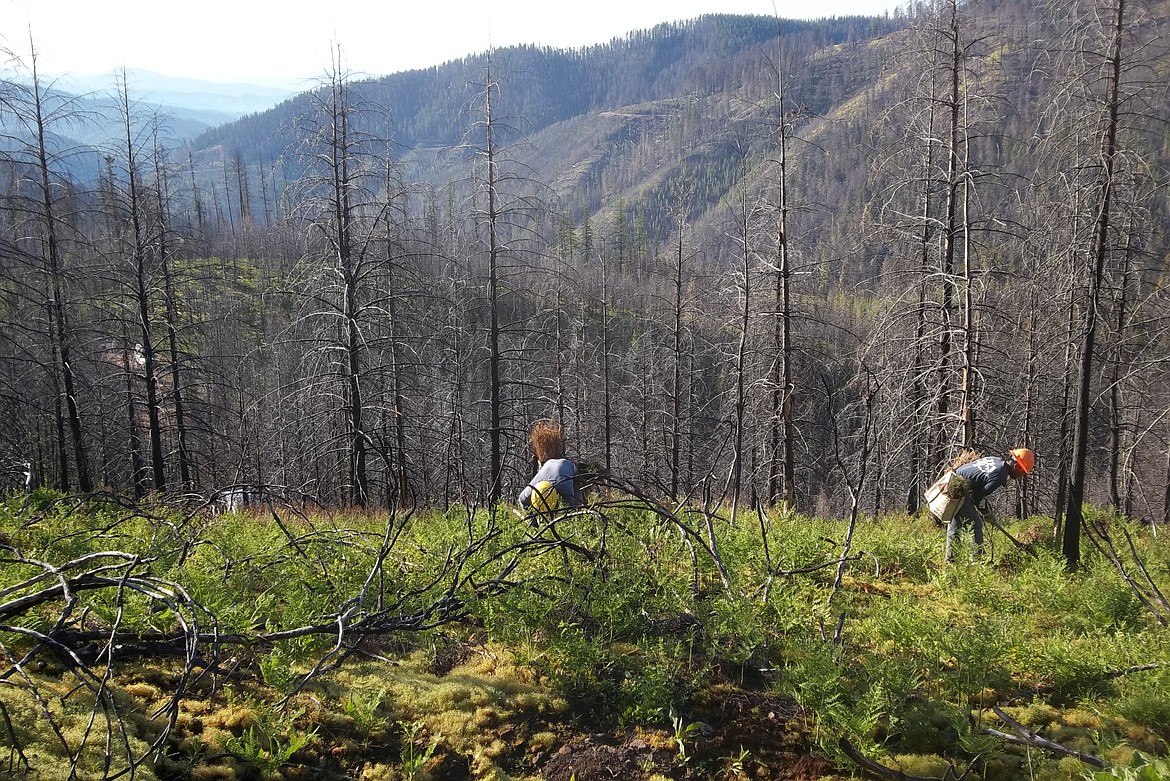 Photos courtesy of IDAHO PANHANDLE NATIONAL FORESTS
Workers assess a forest area in the Coeur d&#146;Alene River Ranger District burned during the Grizzly Complex fires in 2015.