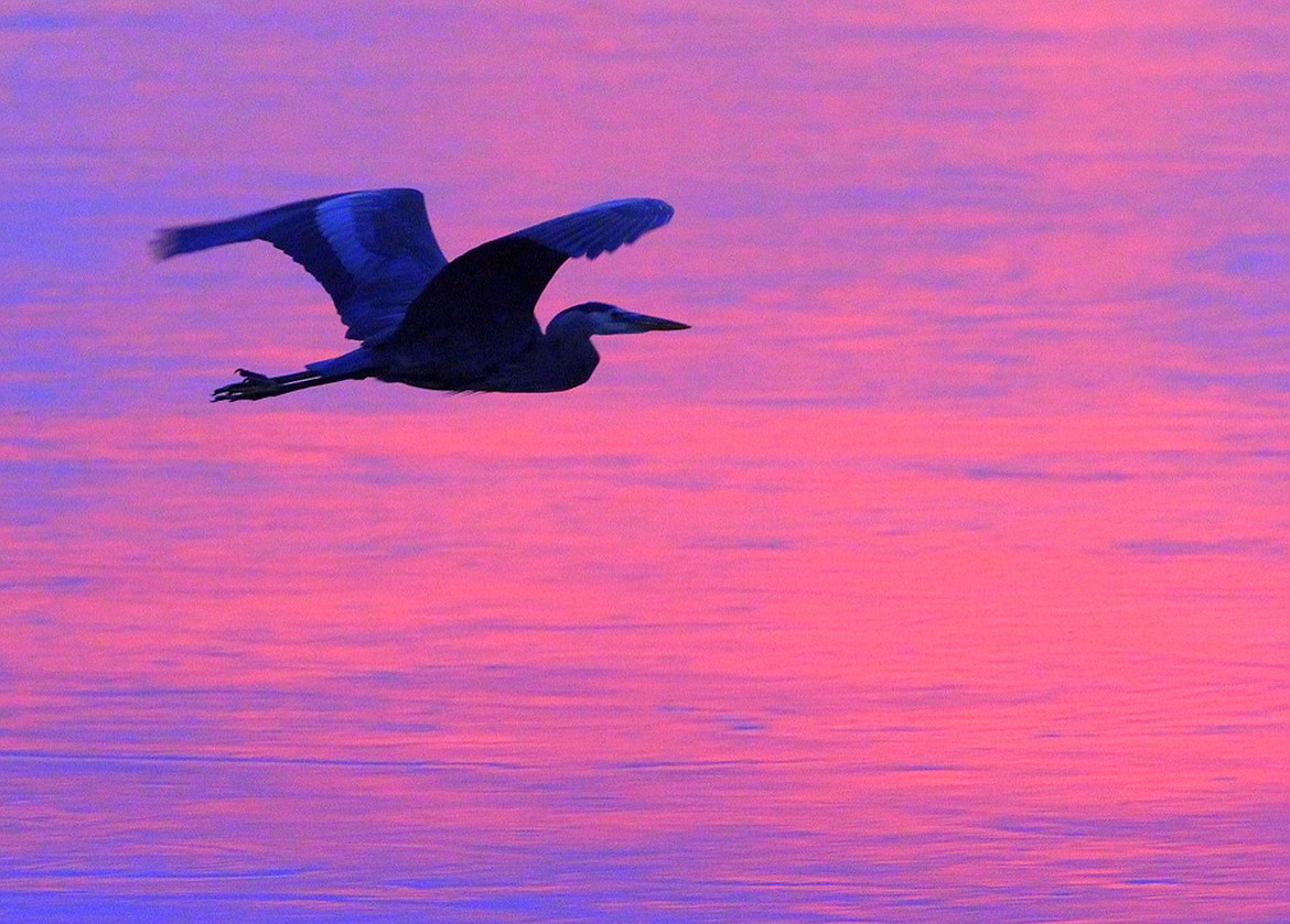 Photo courtesy of SEB JONES/American Heritage Wildlife Foundation
A great blue heron flies over the lake at sunset. Over the years, American Heritage Wildlife Foundation staff have treated two great blue herons.