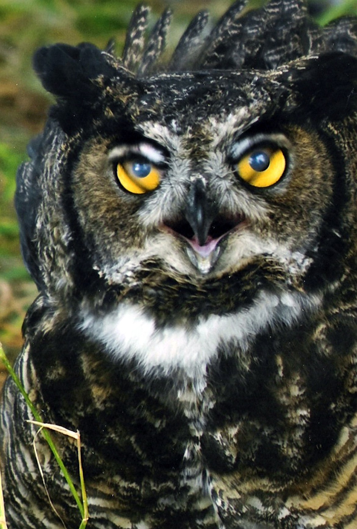 Photo courtesy of AMERICAN HERITAGE WILDLIFE FOUNDATION
A great horned owl rests while a patient at the American Heritage Wildlife Foundation, Inc.&#146;s facility in Bonner County a few years ago.