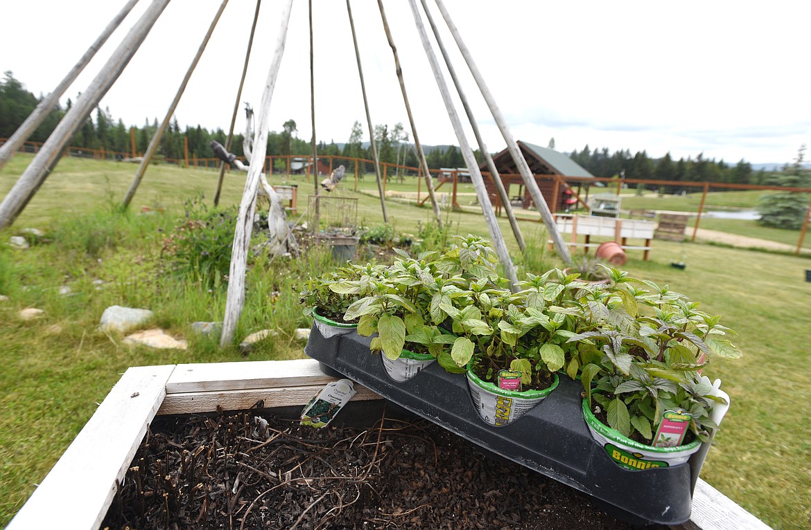 Spearmint on a garden bed in front of a medicine wheel.