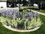No more  pollen?