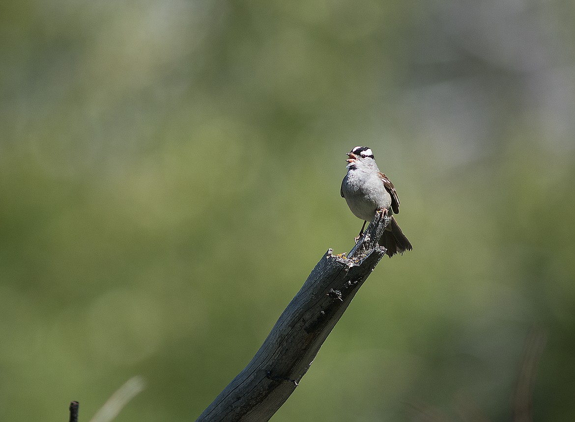 A white-crowned sparrow welcomes the morning.