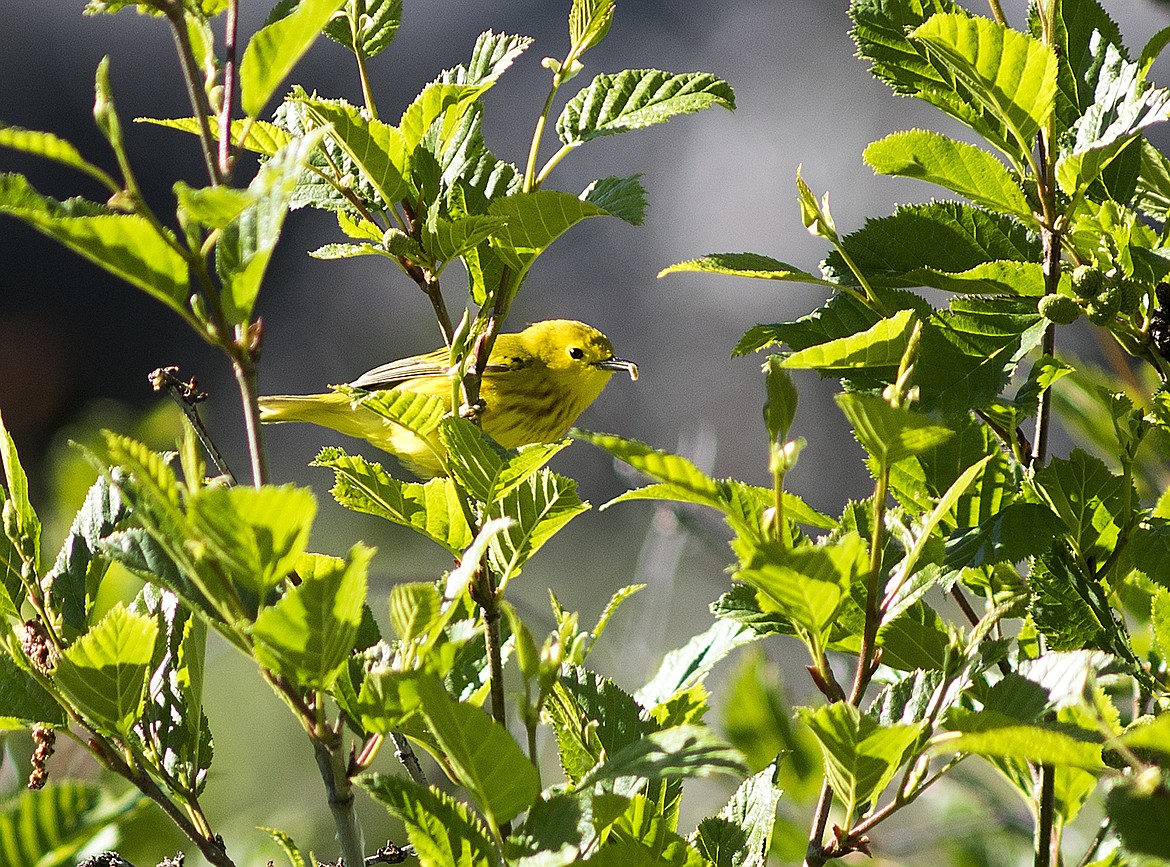 A yellow warbler grabs a bug.