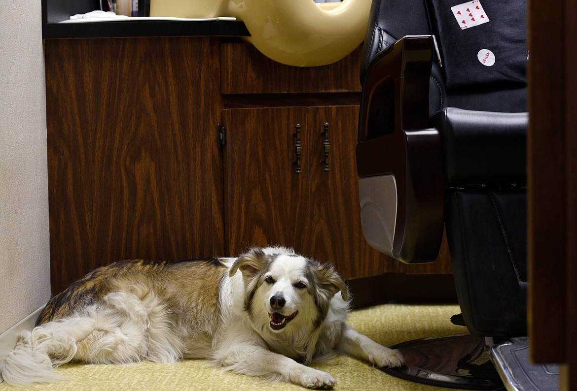 Matilda the dog lounges at the King&#146;s Lair on Thursday.