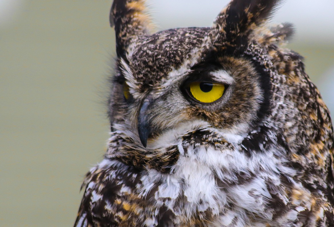 Photographers had the chance to photograph &#147;Hoot,&#148; a majestic great horned owl, during the Photo Adventure program put on by Friends of the Kootenai National Wildlife Refuge.

Photo by Mandi Bateman