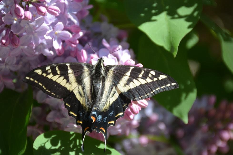 Photos by DON BARTLING
The black and white striped pattern of these beautiful Zebra Swallowtail butterflies resembles the coloration of zebras and the hind-wings have &#147;tails&#148; reminiscent of the tail of a swallow.