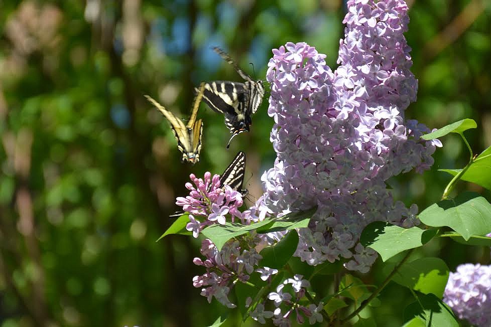 Three Swallowtail butterflies competing for nectar on a lilac bush.