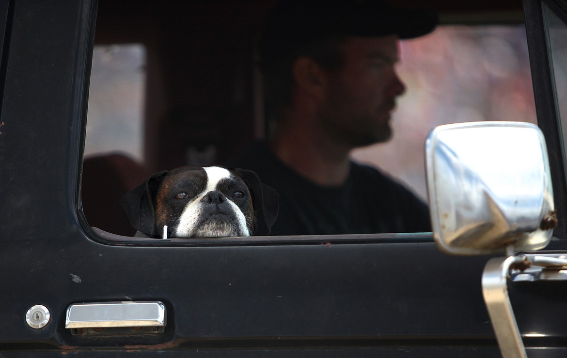 Rodney Harwood/Columbia Basin Herald - Being a sidekick has its perks. This boxer got to ride in the arena truck that helped push dead combines and trucks off the track during Saturday's action at the 30th annual Lind Lions Combine Derby at Lions Club Arena in Lind. Check out video of this event on the Columbia Basin Herald's Facebook Page.