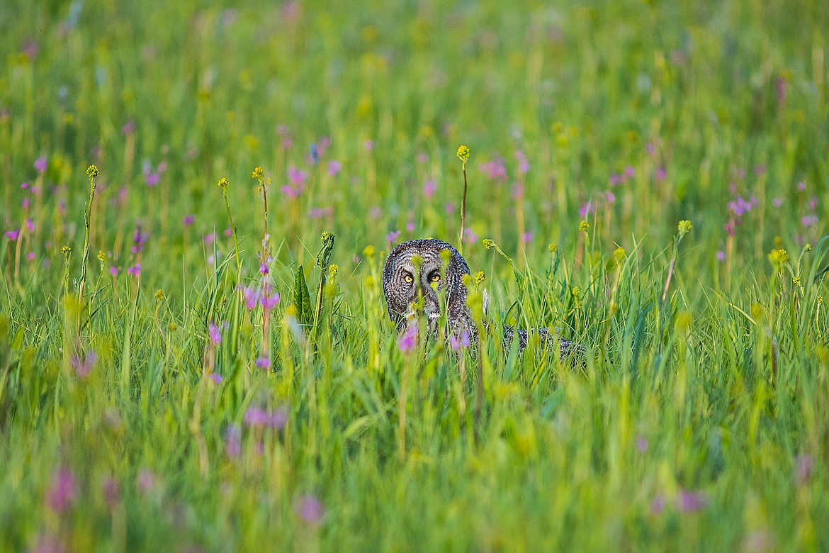 The meadow is home to meadow voles and other rodents, an owl&#146;s staple meal.