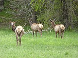 Elk mortality rate spiked in 2017