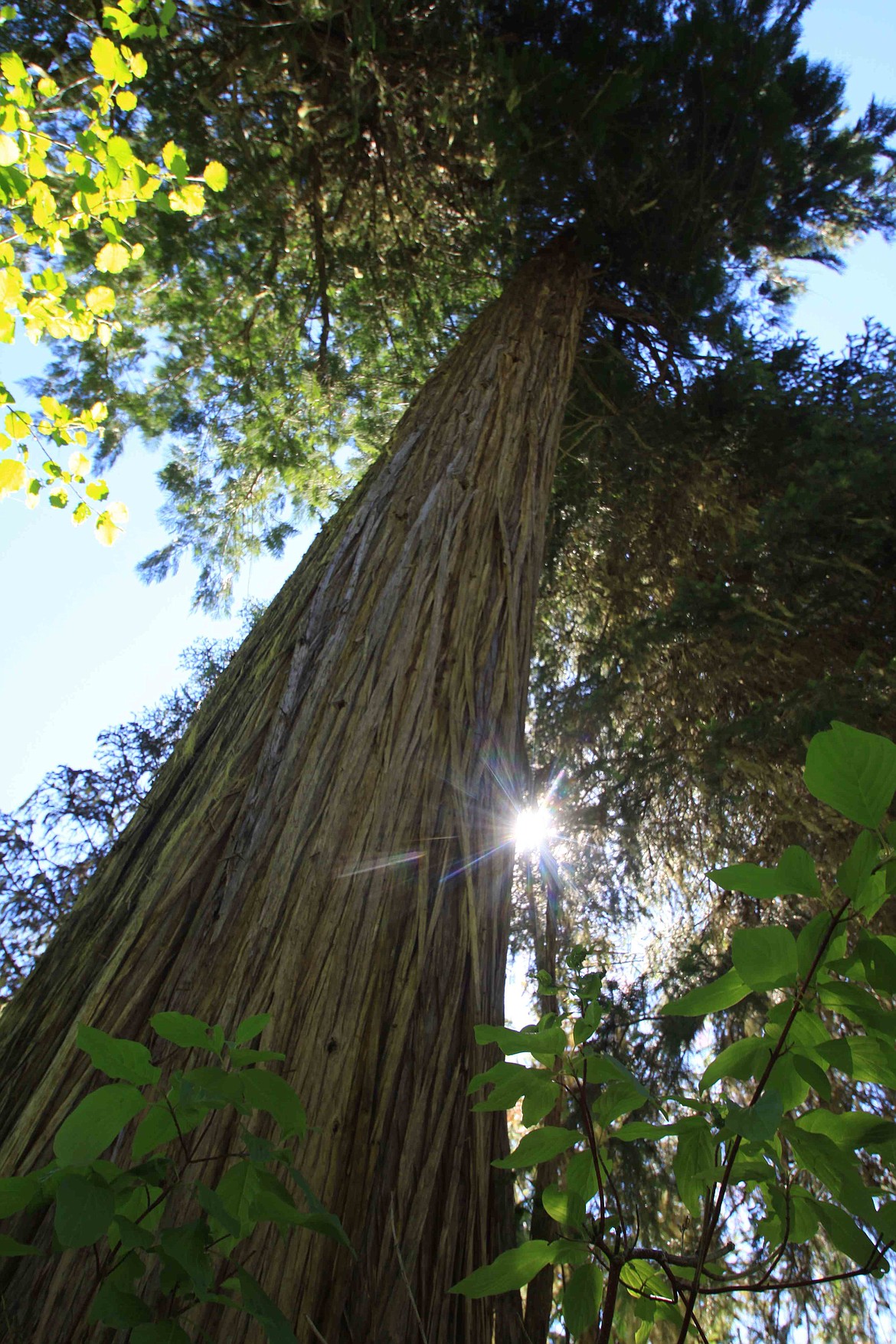 RALPH BARTHOLDT/Press 
An ancient cedar growing along the banks of the St. Joe River upstream from Avery.