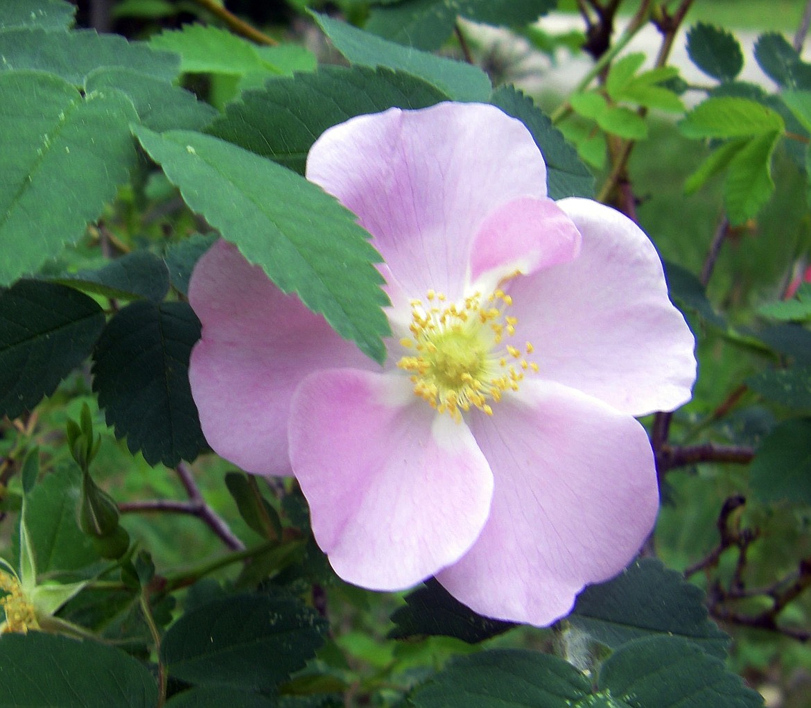 (Photo by VALLE NOVAK)
A sweet wild rose &#151; one of four native Idaho varieties &#151; holds forth in dry landscape with ever burgeoning spreading rooted offspring.