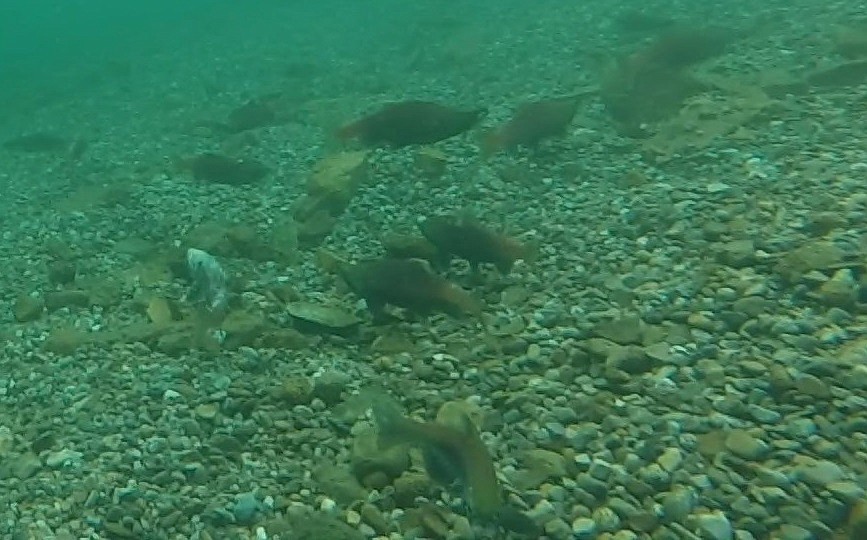 Photo courtesy of IDAHO DEPARTMENT OF FISH AND GAME
Kokanee are seen swimming in Lake Pend Oreille.