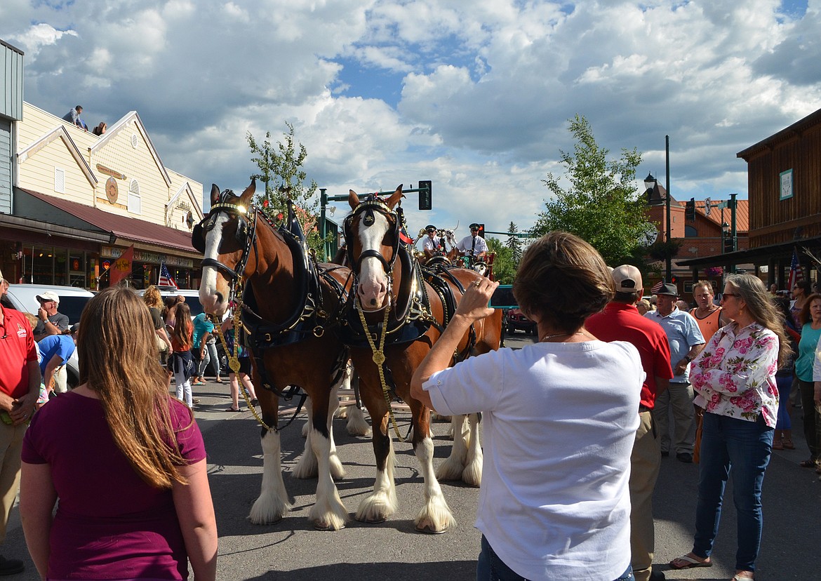 The famous Budweiser Clydesdales made an appearance in Whitefish Wednesday evening.  Folks lined the street to get a look at the horses and snap photos. (Heidi Desch/Whitefish Pilot)