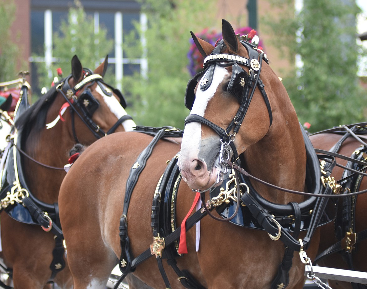 The famous Budweiser Clydesdales made an appearance in Whitefish Wednesday evening.  (Heidi Desch/Whitefish Pilot)