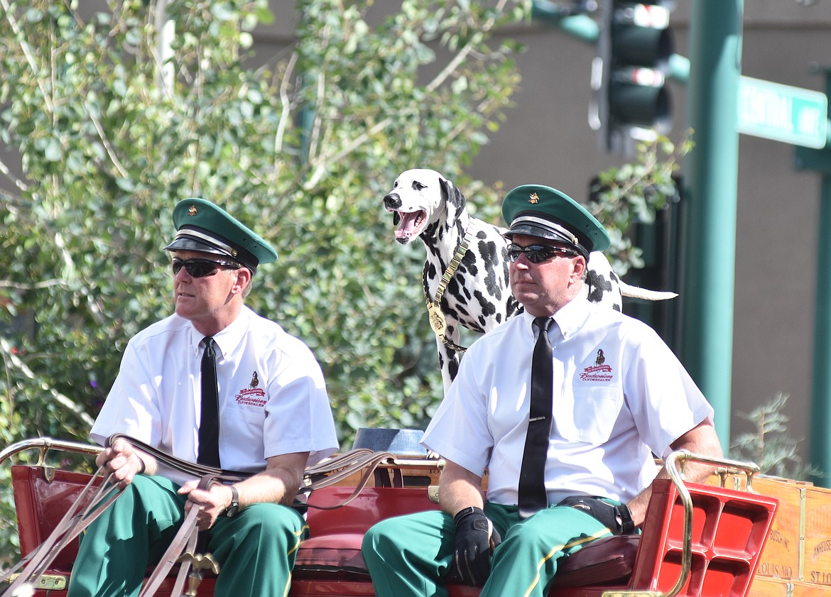 The famous Budweiser Clydesdales made an appearance in Whitefish Wednesday evening. Each team travels with a Dalmatian, which has been long associated with horses and valued for their speed. (Heidi Desch/Whitefish Pilot)