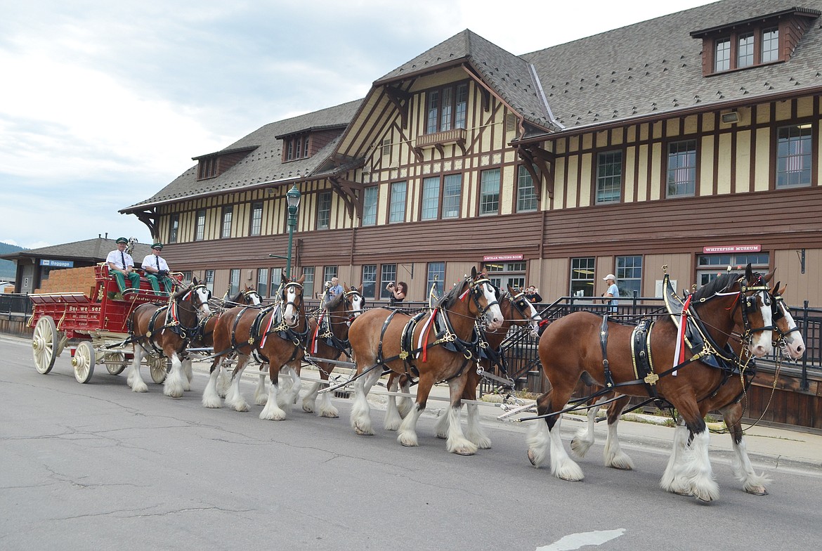 The famous Budweiser Clydesdales made an appearance in Whitefish Wednesday evening.  The walked down Central Avenue before making a stop in front of the Whitefish Depot. (Heidi Desch/Whitefish Pilot)