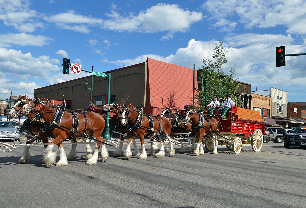 The famous Budweiser Clydesdales made an appearance in Whitefish Wednesday evening.  (Heidi Desch/Whitefish Pilot)