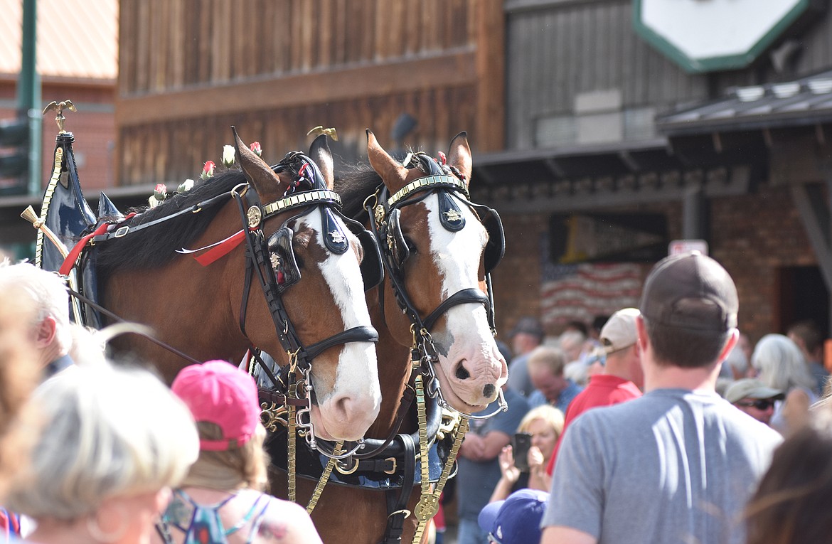 The famous Budweiser Clydesdales made an appearance in Whitefish Wednesday evening. Folks lined the street to see the horses and snap photos of them. (Heidi Desch/Whitefish Pilot)