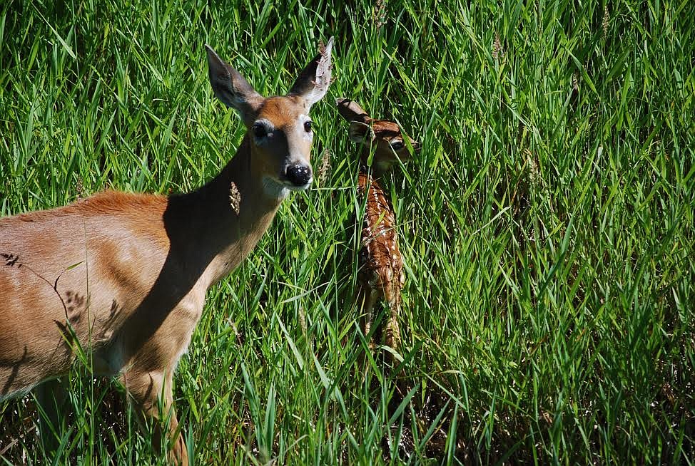 Photo by DON BARTLING
The whitetail fawn is colored reddish with white spots for camouflage and weighs about 4 to 8 pounds at birth.