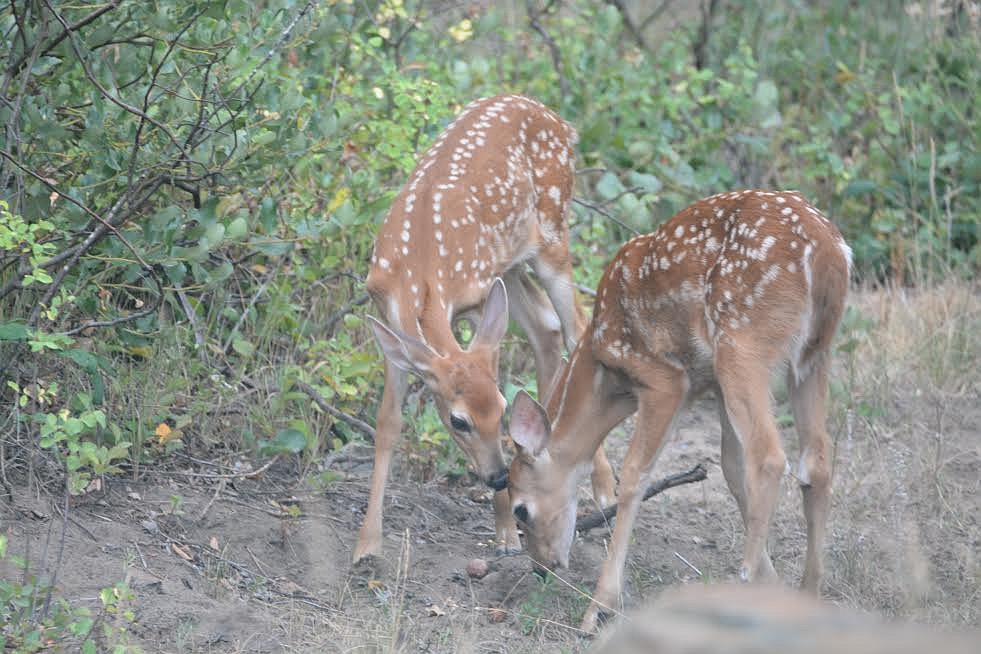 Photo by Don Bartling
As with many social animals, play is a very important part of a fawn&#146;s social and physical development.