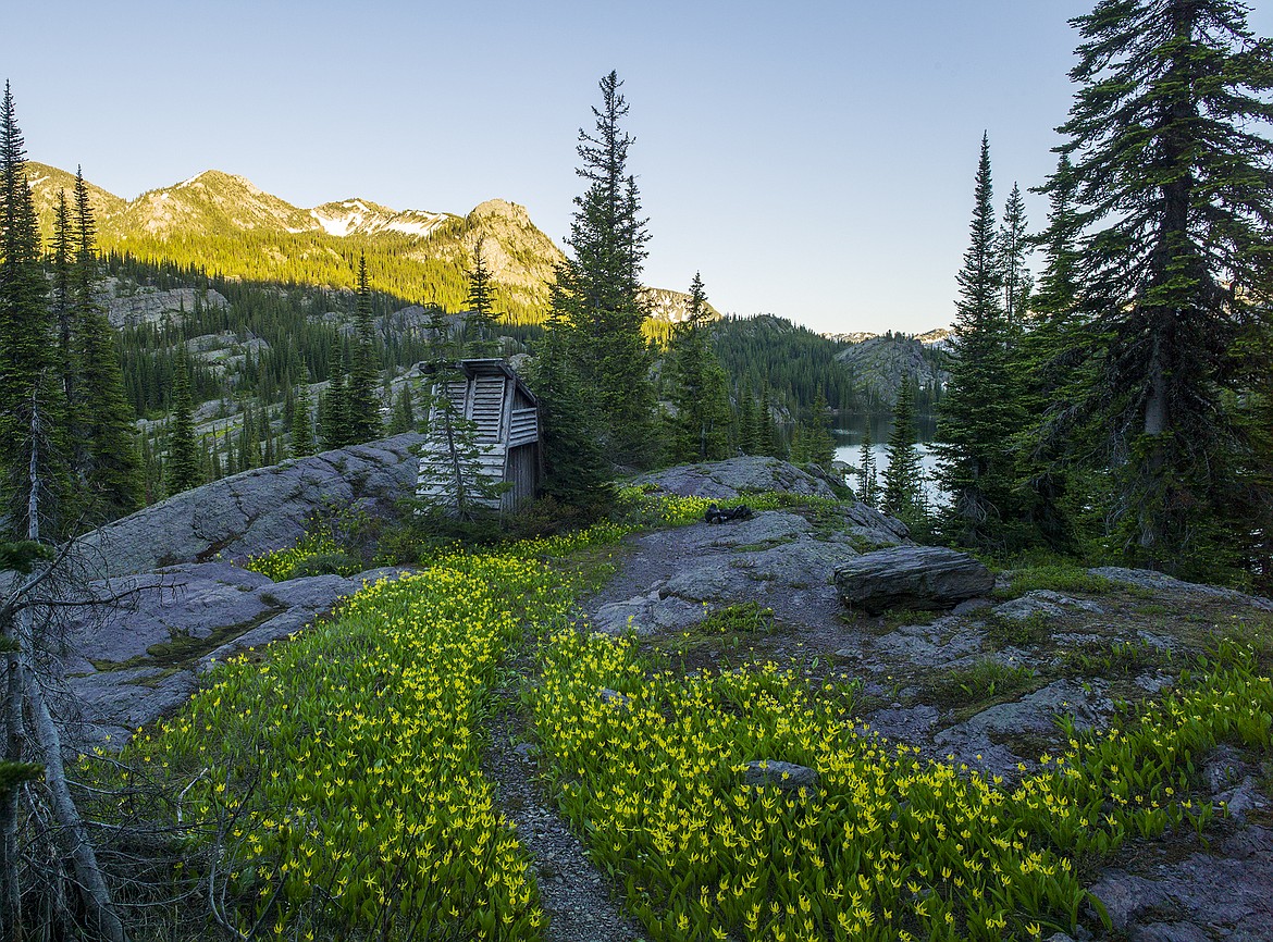 Glacier lilies bloom en route to the outhouse above Crater Lake.