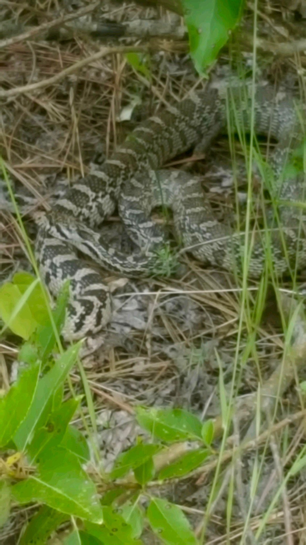 Photo by Mike Gunderson.
The snake grabs some shade next to the trail.