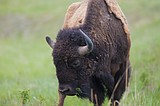 When bison roamed Glacier National Park