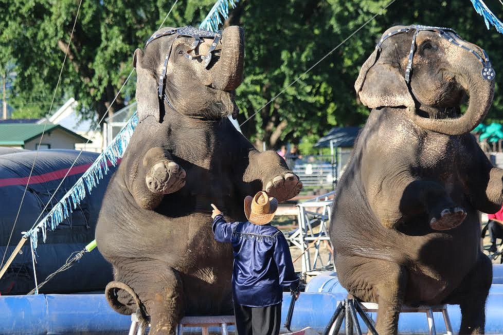 The elephants delighted audiences in the Jordan World Circus.