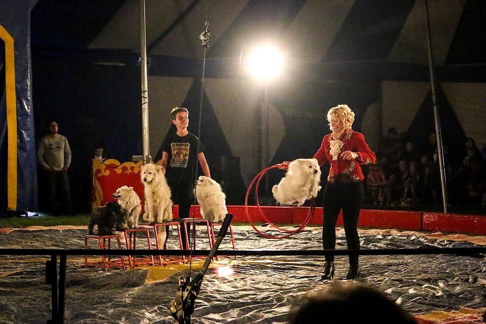 Photo by Mandi Bateman
Culpepper &amp; Merriweather Circus&#146;, Miss Natalie, with her American Eskimo dogs.