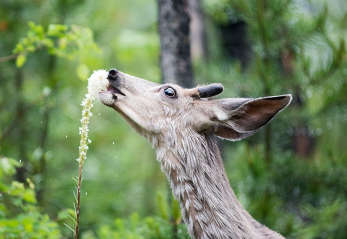 A mule deer eats the head of flowers off of a bear grass plant in Glacier National Park last week.