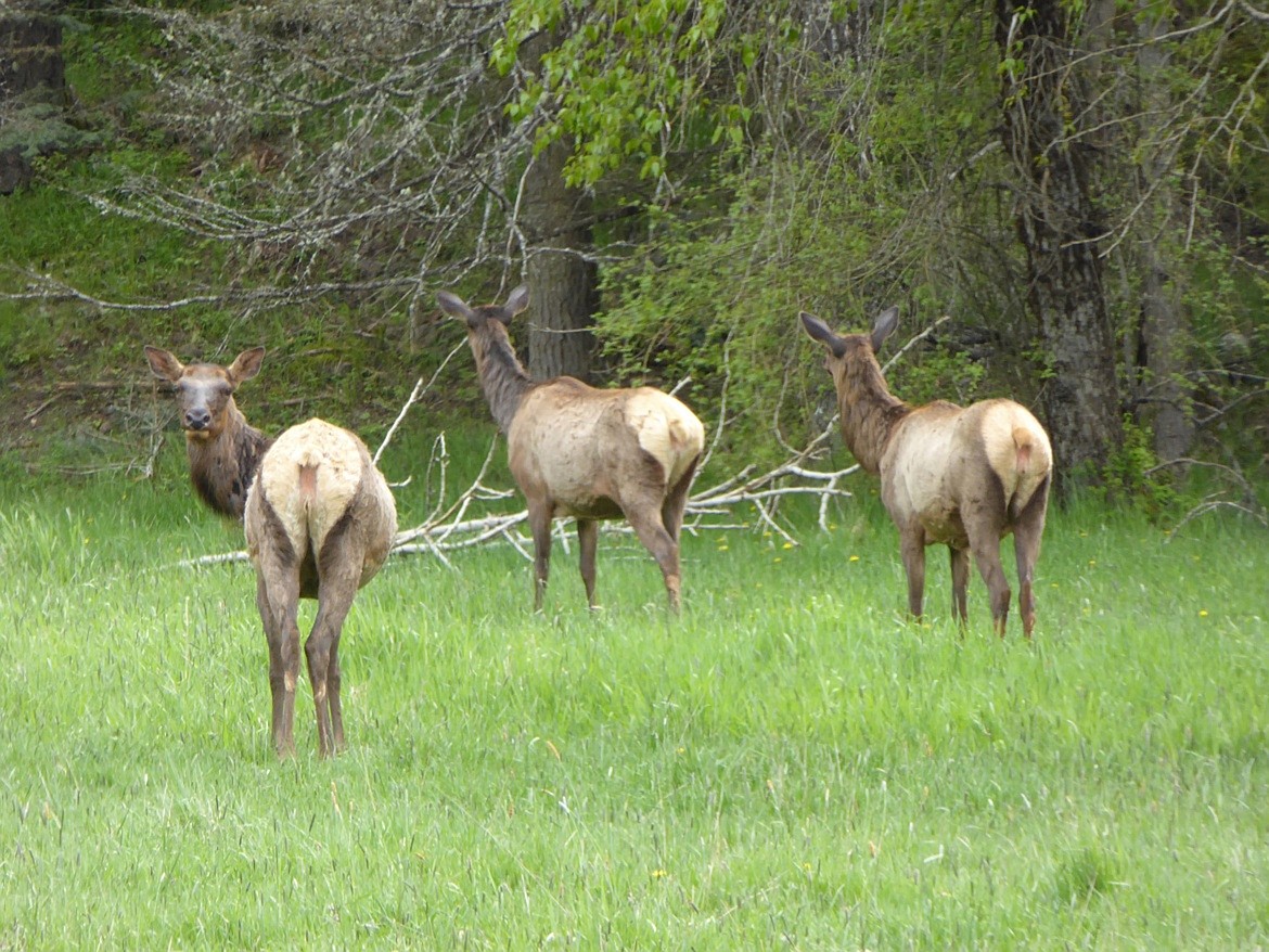 (Photo by ROGER PHILLIPS/IDFG) 
A group of cow elk stand at alert at the edge of an Idaho meadow in spring.