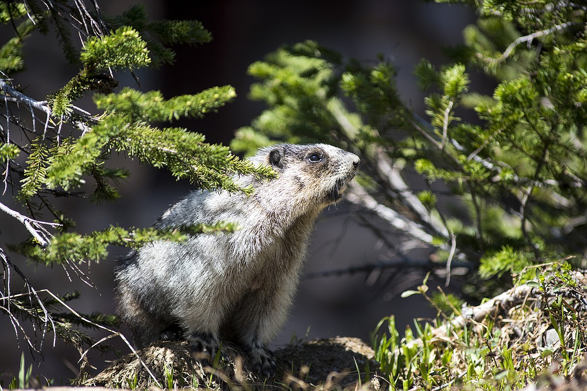 A hoary marmot calls from along the trail below the chalet.